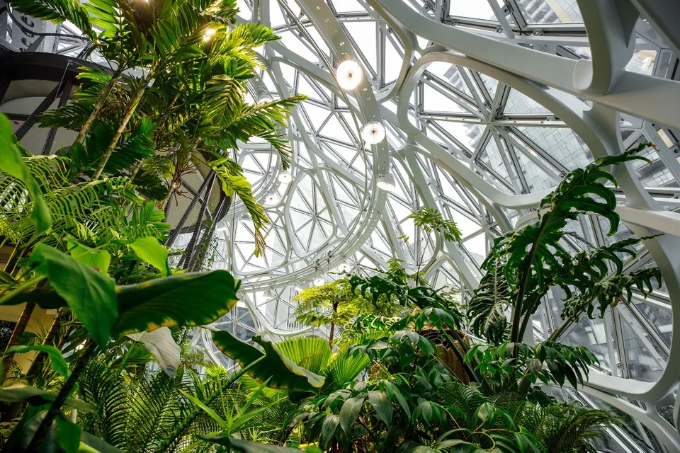 Amazon’s headquarters in Seattle, “The Spheres”, create an office rainforest. Biophilic design integrates nature into the modern built environment.